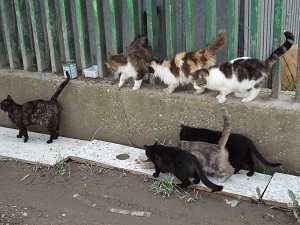 katzenkolonie-1