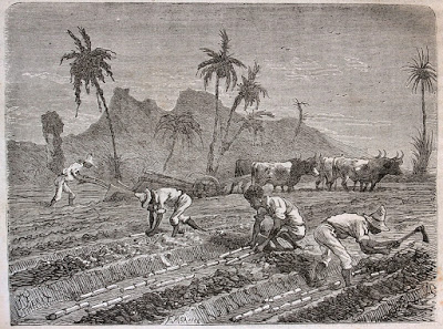 cultivo de azucar_lagavetadeaguere