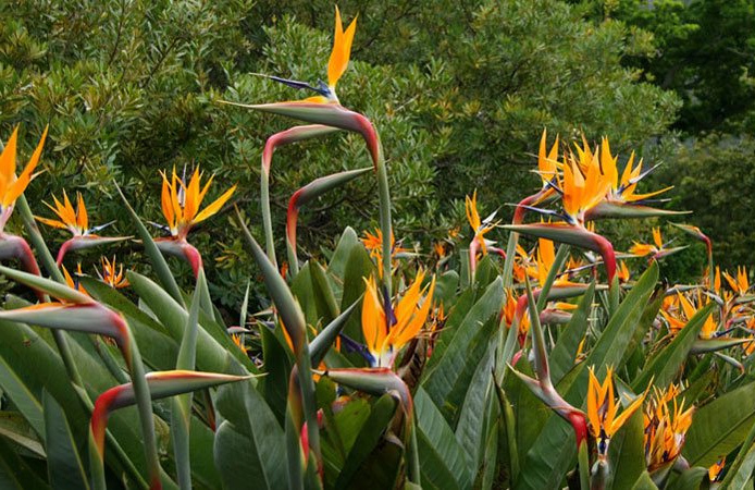 Die Paradiesvogelblume | Mein Teneriffa - Mi Tenerife